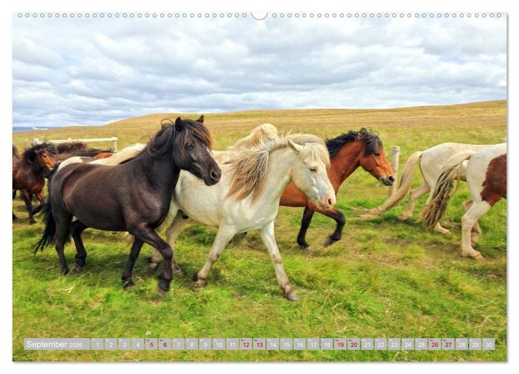 Produktbild: Islandpferde - Die tierischen Stars der Insel (Wandkalender 2026 DIN A2 quer), CALVENDO Monatskalender