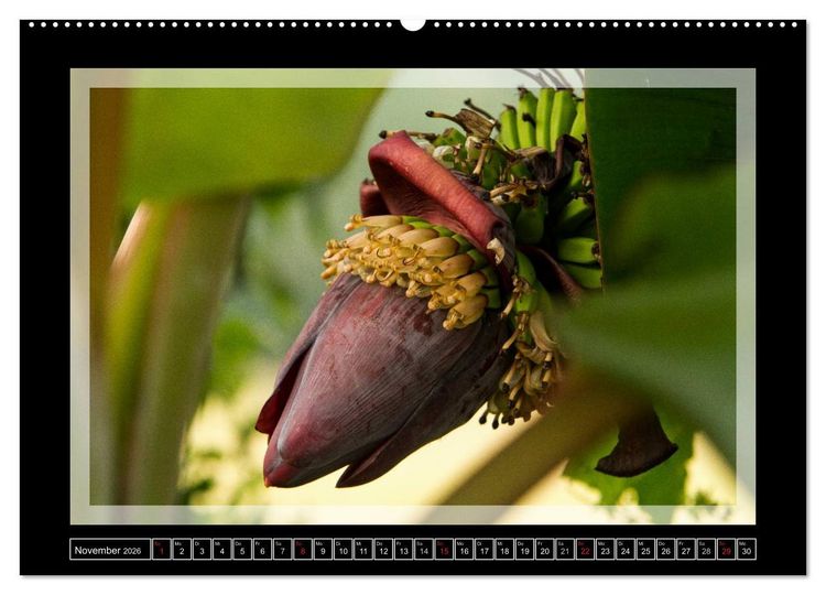 Produktbild: Kerala - Impressionen aus S&uuml;dindien (Wandkalender 2026 DIN A2 quer), CALVENDO Monatskalender