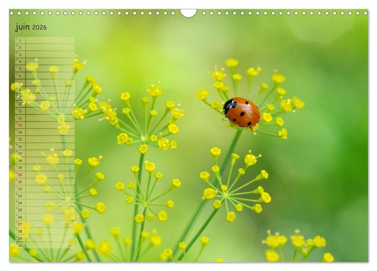 Produktbild: Coccinelles rouges &agrave; points noirs (Calendrier mural 2026 DIN A3 vertical), CALVENDO calendrier mensuel