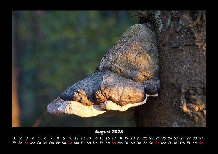 Produktbild: Pilzkalender 2025 Fotokalender DIN A3