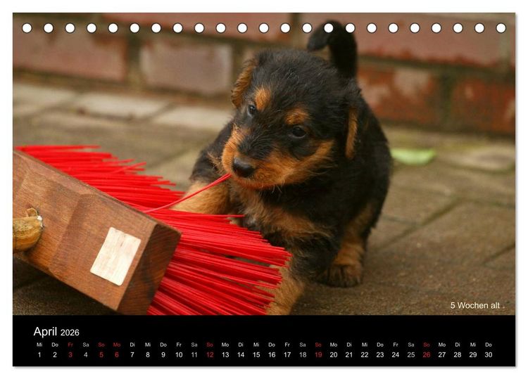 Produktbild: Airedale Terrier Welpen (Tischkalender 2026 DIN A5 quer), CALVENDO Monatskalender