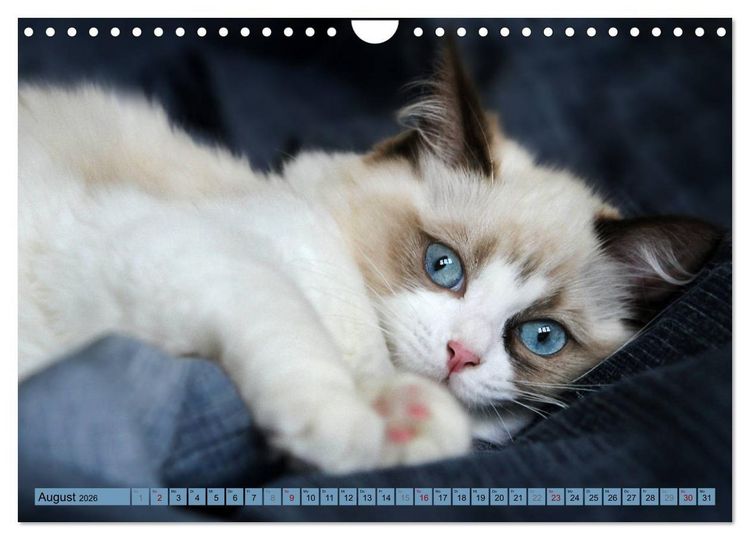Produktbild: RAGDOLLS Impressionen aus der Kinderstube (Wandkalender 2026 DIN A4 quer), CALVENDO Monatskalender