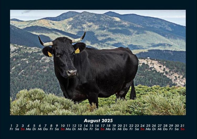 Produktbild: Kuhkalender 2025 Fotokalender DIN A4