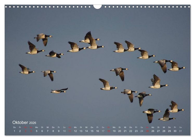 Produktbild: Anblicke und Ausblicke auf Fischland Dar&szlig; (Wandkalender 2026 DIN A3 quer), CALVENDO Monatskalender