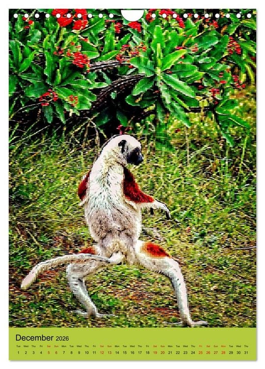 Produktbild: Adorable lemurs (Wall Calendar 2026 DIN A4 portrait), CALVENDO 12 Month Wall Calendar