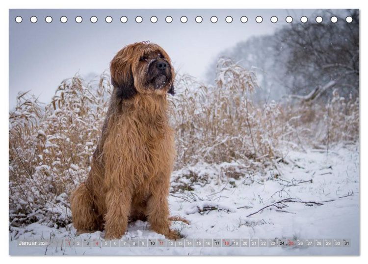 Produktbild: Briards - sanfte Riesen mit Temperament (Tischkalender 2026 DIN A5 quer), CALVENDO Monatskalender