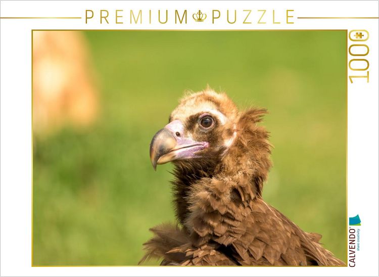 Produktbild: CALVENDO Puzzle M&ouml;nchsgeier im Portr&auml;t | 1000 Teile Lege-Gr&ouml;&szlig;e 64x48cm Foto-Puzzle f&uuml;r gl&uuml;ckliche Stunden