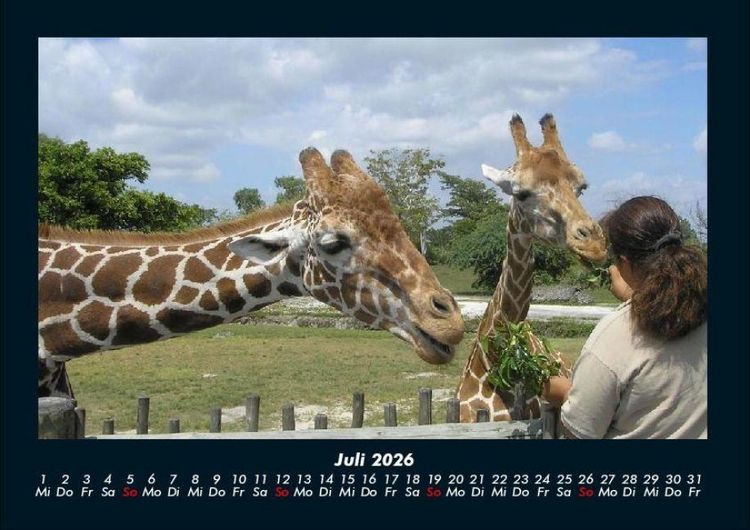 Produktbild: Giraffen 2026 Fotokalender DIN A4