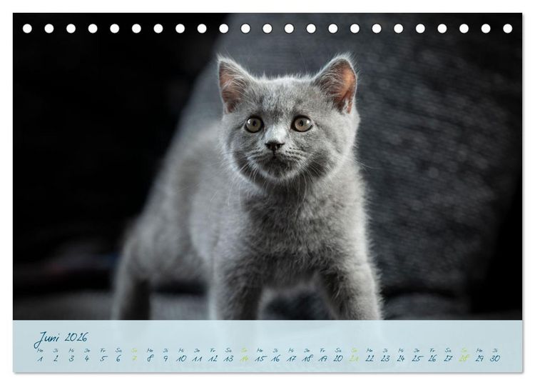 Produktbild: Ein kleiner Kater entdeckt die Welt! (Tischkalender 2026 DIN A5 quer), CALVENDO Monatskalender