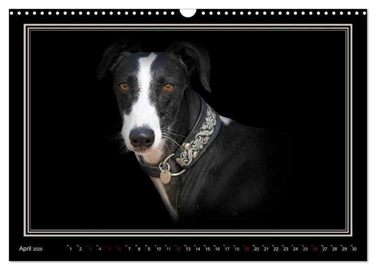Produktbild: Galgo Espa&ntilde;ol 2026- Der spanische Windhund (Wandkalender 2026 DIN A3 quer), CALVENDO Monatskalender
