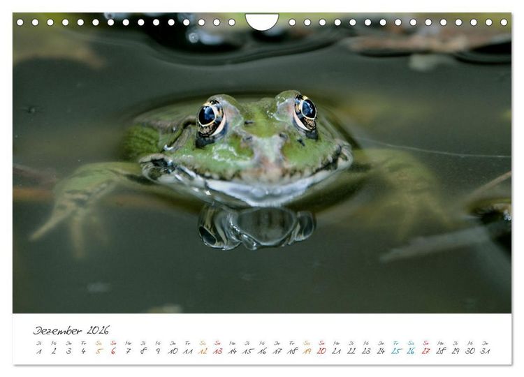 Produktbild: Frosch Karl, Hans und Max im Einklang der Natur (Wandkalender 2026 DIN A4 quer), CALVENDO Monatskalender
