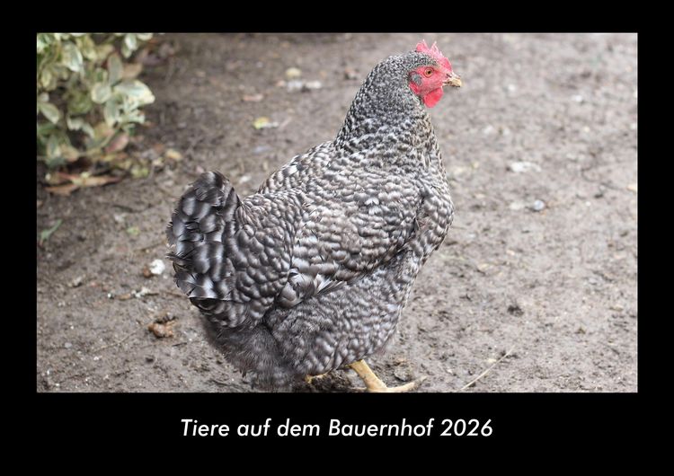 Produktbild: Tiere auf dem Bauernhof 2026 Fotokalender DIN A3