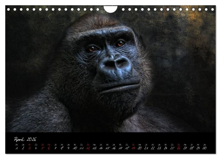 Produktbild: Gorilla (Wandkalender 2026 DIN A4 quer), CALVENDO Monatskalender