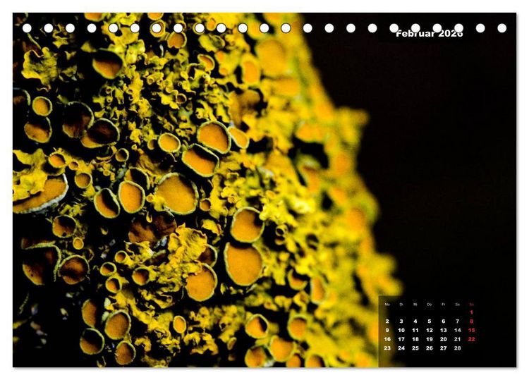 Produktbild: Der Natur auf der Spur - Makro-Fotografien der besonderen Art (Tischkalender 2026 DIN A5 quer), CALVENDO Monatskalender