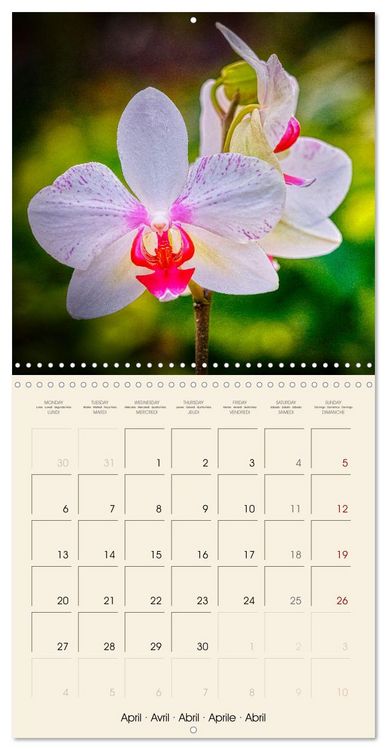 Produktbild: Butterfly orchids in high fidelity (Wall Calendar 2026 12 &times; 12 Inch) CALVENDO 12 Month Wall Calendar