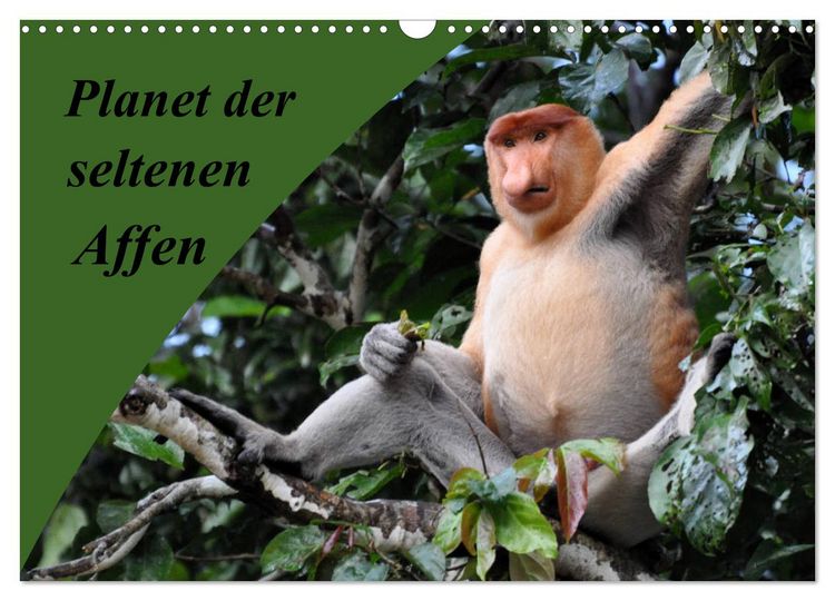 Produktbild: Planet der seltenen Affen (Wandkalender 2026 DIN A3 quer), CALVENDO Monatskalender