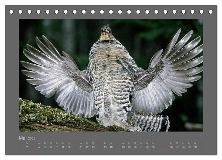 Produktbild: V&Ouml;GEL (Tischkalender 2026 DIN A5 quer), CALVENDO Monatskalender