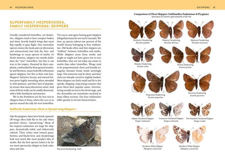 Produktbild: Butterflies of the Pacific Northwest