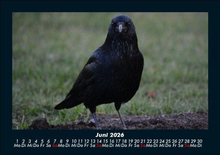 Produktbild: Vogelparadies 2026 Fotokalender DIN A5