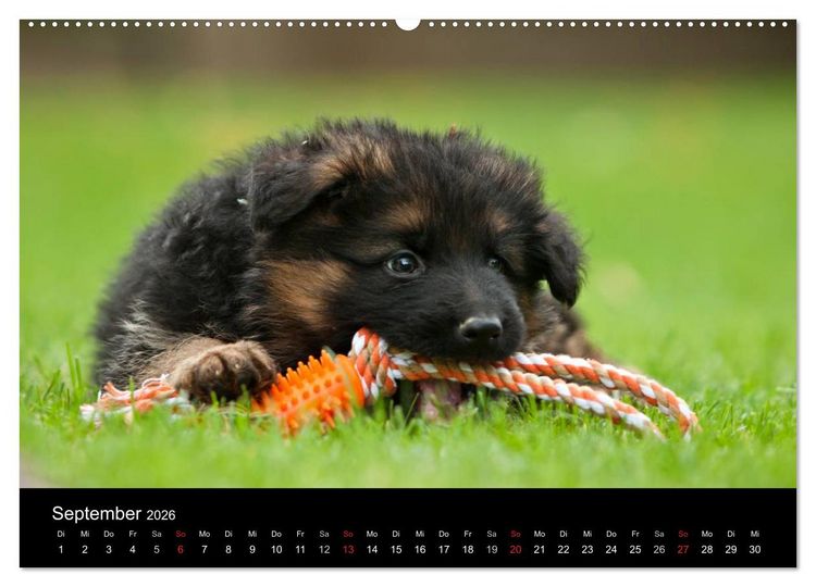 Produktbild: Deutscher Sch&auml;ferhund - Welpen (hochwertiger Premium Wandkalender 2026 DIN A2 quer), Kunstdruck in Hochglanz