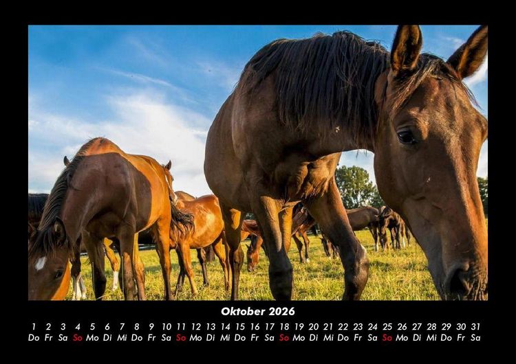 Produktbild: Die Welt der Pferde 2026 Fotokalender DIN A3