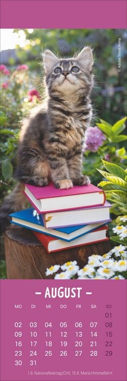 Produktbild: Katzen Lesezeichen & Kalender 2027