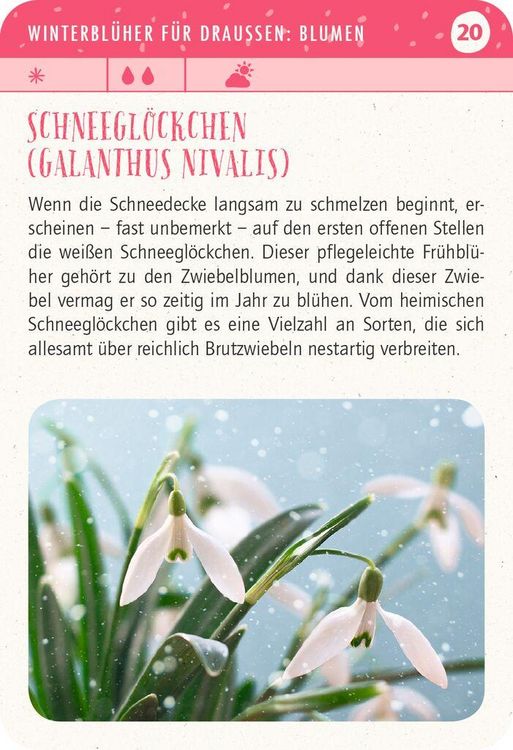Produktbild: Blatt & Bl&uuml;te Wintergl&uuml;ck