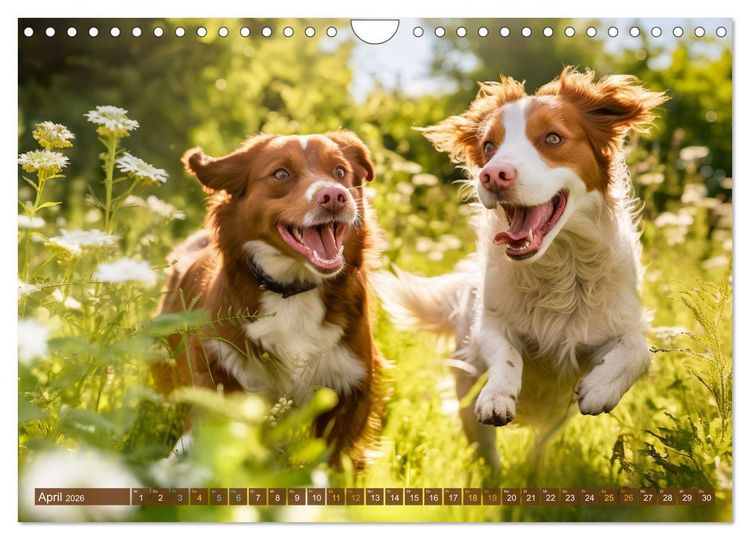 Produktbild: Bauernhof-Freunde - Hunde und ihre tierischen Freundschaften (Wandkalender 2026 DIN A4 quer), CALVENDO Monatskalender