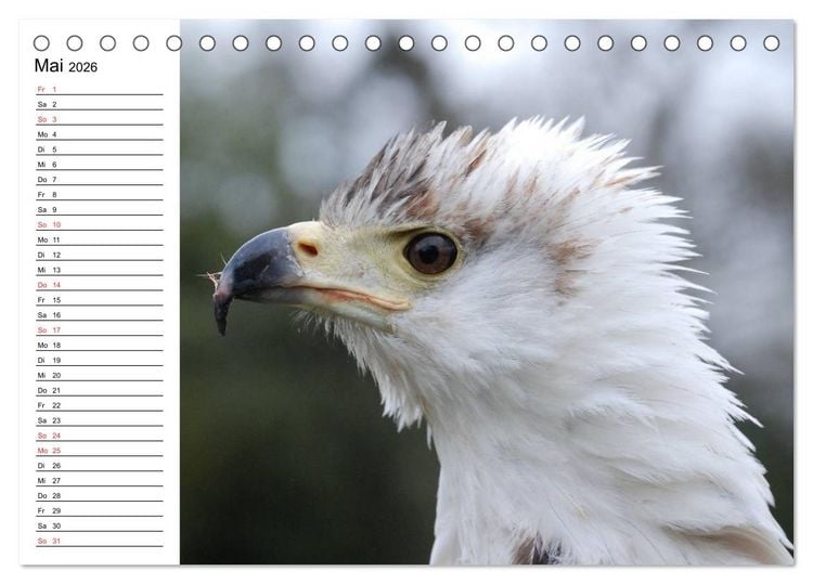 Produktbild: Wei&szlig;kopfseeadler. Symbol der Freiheit (Tischkalender 2026 DIN A5 quer), CALVENDO Monatskalender