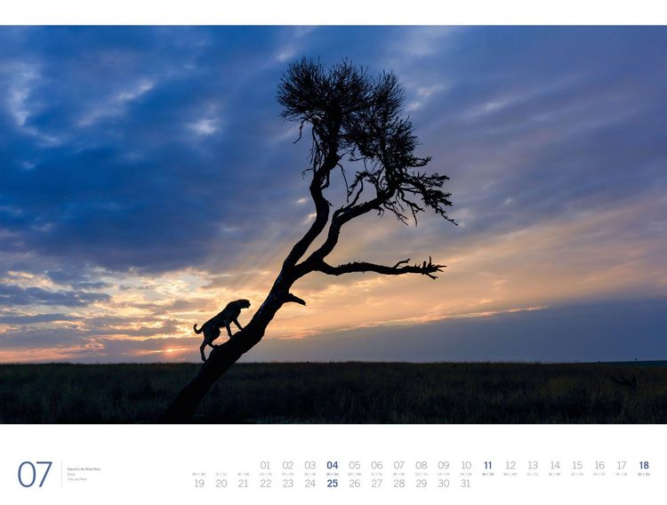Produktbild: Afrika Gallery Kalender 2027