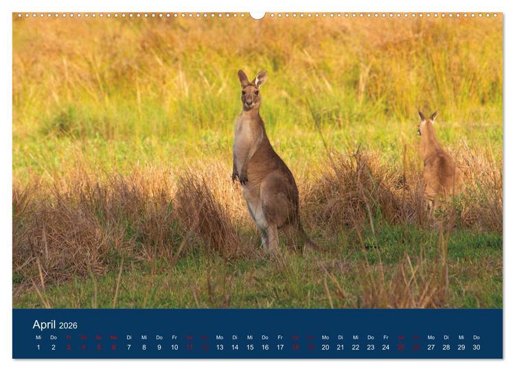 Produktbild: Freilebende K&auml;ngurus (hochwertiger Premium Wandkalender 2026 DIN A2 quer), Kunstdruck in Hochglanz
