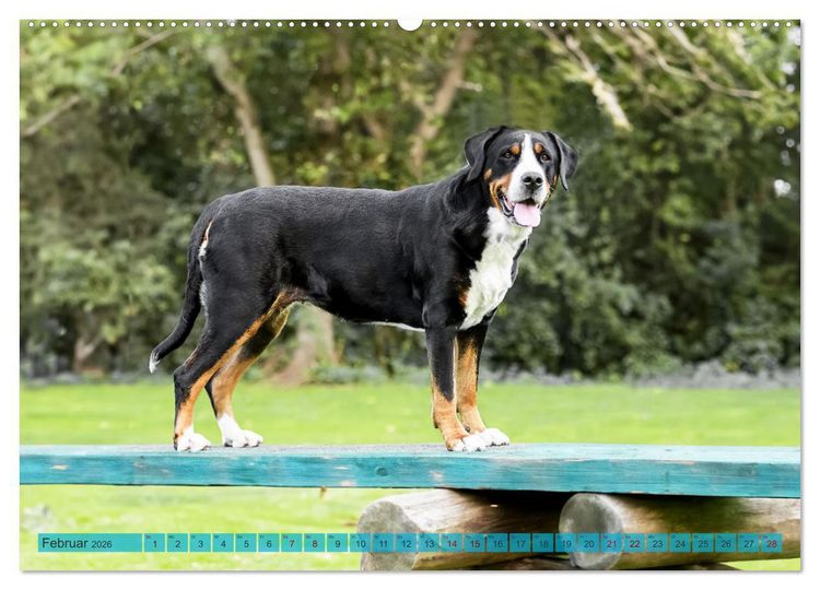 Produktbild: Gro&szlig;e Schweizer - Gigantische Sennenhunde (hochwertiger Premium Wandkalender 2026 DIN A2 quer), Kunstdruck in Hochglanz