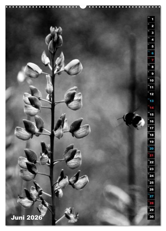 Produktbild: Blumige Graustufen - Schwarz und Wei&szlig; (Wandkalender 2026 DIN A2 hoch), CALVENDO Monatskalender