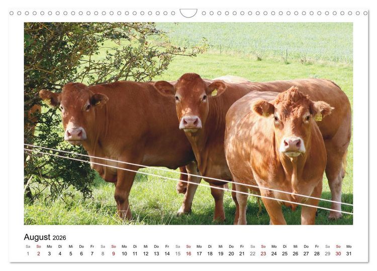 Produktbild: Bauernhoftiere hautnah (Wandkalender 2026 DIN A3 quer), CALVENDO Monatskalender