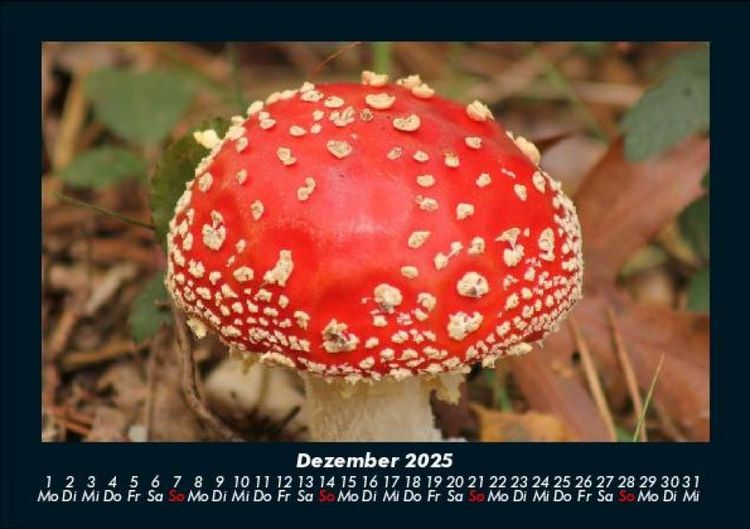 Produktbild: Pilzkalender 2025 Fotokalender DIN A5