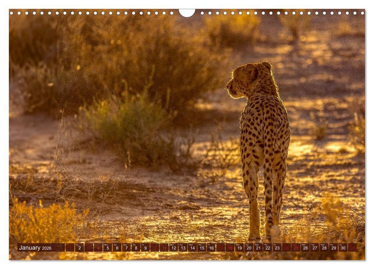 Produktbild: Amazing Cheetahs (Wall Calendar 2026 DIN A3 landscape), CALVENDO 12 Month Wall Calendar