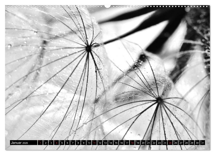 Produktbild: Pusteblume - Impressionen in schwarzwei&szlig; (Wandkalender 2026 DIN A2 quer), CALVENDO Monatskalender