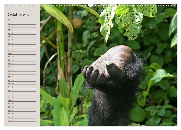 Produktbild: Berggorillas - die sanften Riesen (Wandkalender 2027 DIN A2 quer), CALVENDO Monatskalender