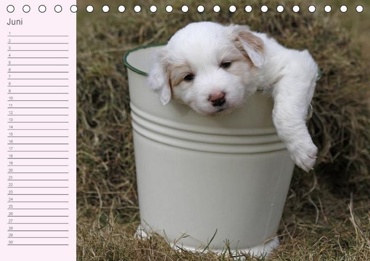 Produktbild: Border Collie-Welpen Geburtstagskalender (Tischkalender immerw&auml;hrend DIN A5 quer)