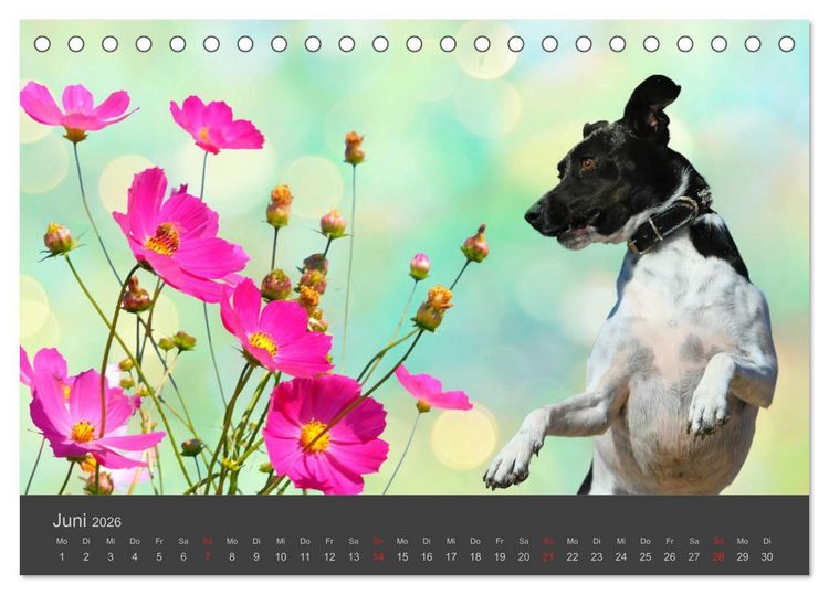 Produktbild: HUNDE LEBEN IST BUNT (Tischkalender 2026 DIN A5 quer), CALVENDO Monatskalender