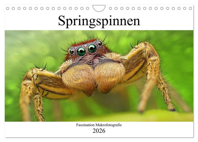 Produktbild: Faszination Makrofotografie: Springspinnen (Wandkalender 2026 DIN A4 quer), CALVENDO Monatskalender