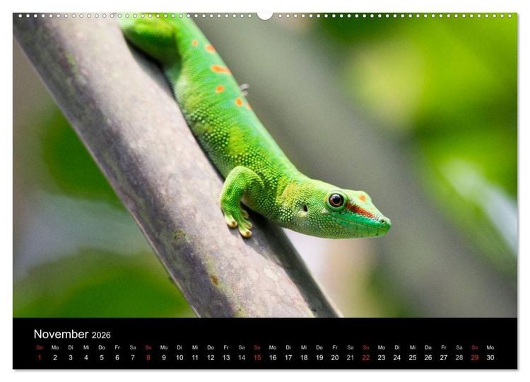 Produktbild: Tierkalender 2026 (hochwertiger Premium Wandkalender 2026 DIN A2 quer), Kunstdruck in Hochglanz