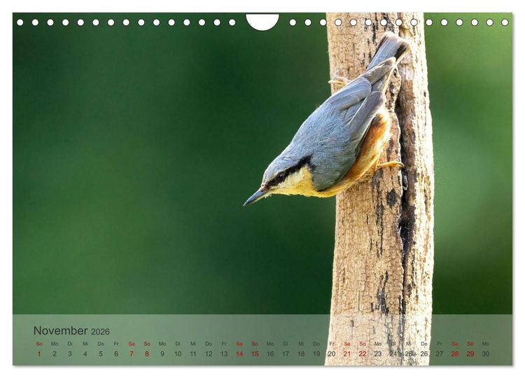 Produktbild: Fantastische Vogelwelt Slowenien (Wandkalender 2026 DIN A4 quer), CALVENDO Monatskalender