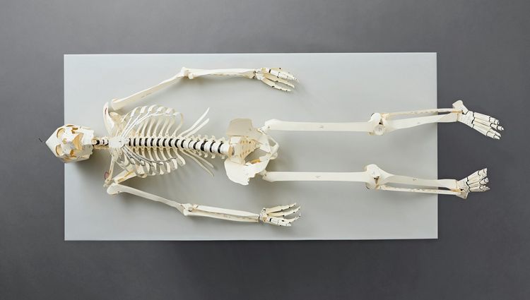 Produktbild: Build Your Own Human Skeleton &ndash; Life Size!