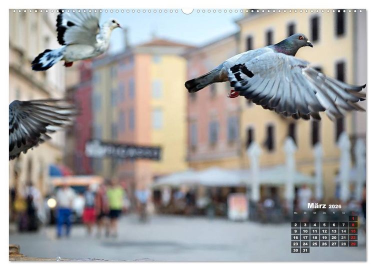 Produktbild: Wie ein Vogel in Rovinj! (Wandkalender 2026 DIN A2 quer), CALVENDO Monatskalender