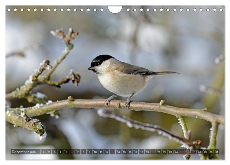 Produktbild: Heimische Singv&ouml;gel in Feld und Flur (Wandkalender 2026 DIN A4 quer), CALVENDO Monatskalender