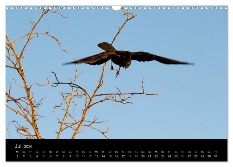 Produktbild: Rabenschwarze Impressionen - meike-ajo-dettlaff.de via wildvogelhlfe.org (Wandkalender 2026 DIN A3 quer), CALVENDO Monatskalender
