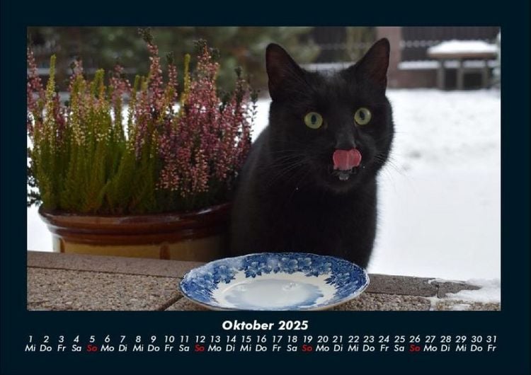 Produktbild: F&uuml;r Katzenfreunde 2025 Fotokalender DIN A4