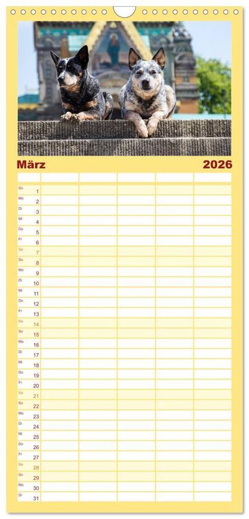 Produktbild: Familienplaner 2026 - Australian Cattle Dogs zwischen Kunst und Kultur mit 5 Spalten (Wandkalender, 21 x 45 cm) CALVENDO