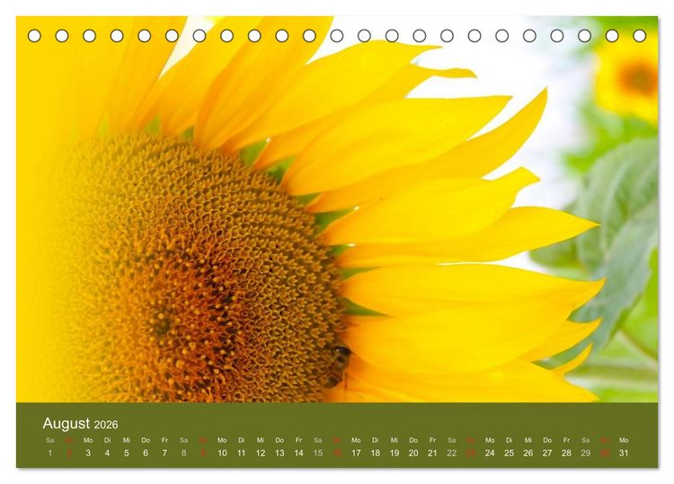 Produktbild: Sonnenblumen - die Blumen der Lebensfreude (Tischkalender 2026 DIN A5 quer), CALVENDO Monatskalender